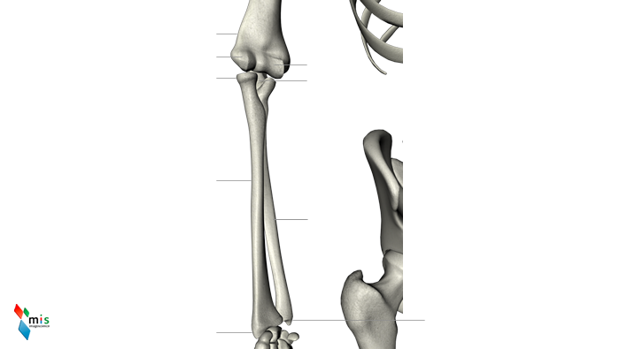Avambraccio - apparato scheletrico