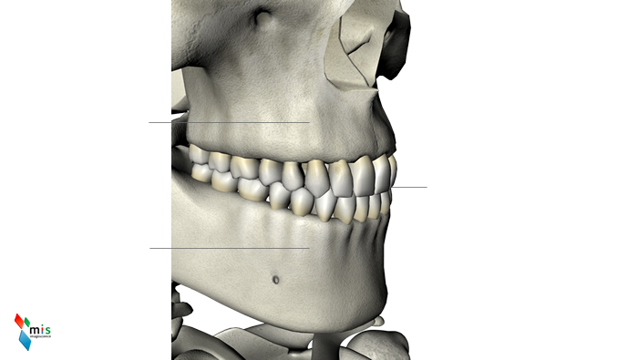 Bocca o Cavità Orale - apparato scheletrico