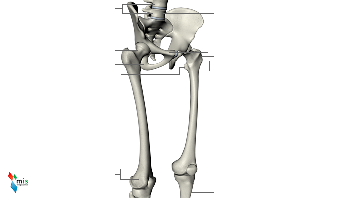 Femore - apparato scheletrico