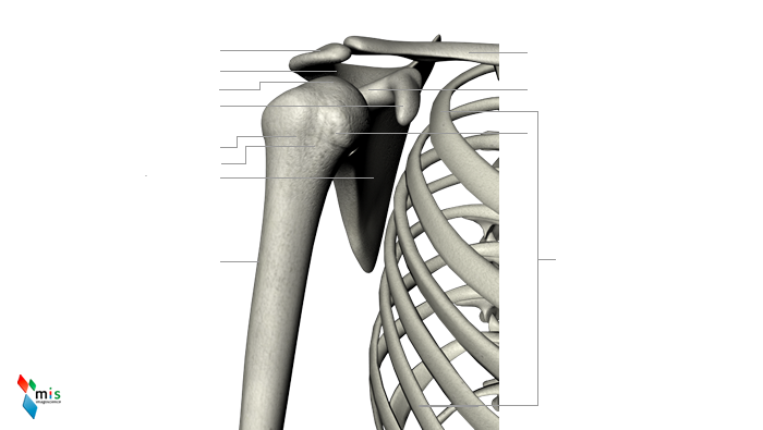 Scapola - apparato scheletrico