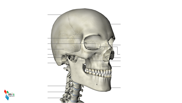 Neurocranio - apparato scheletrico